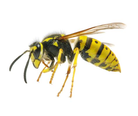 Wasp Nest Removal, Wasp Removal, Insect Identification, Bug Spray Recipe, Wasp Stings, Types Of Bees, Integrated Pest Management, Wasp Nest, Flea Prevention