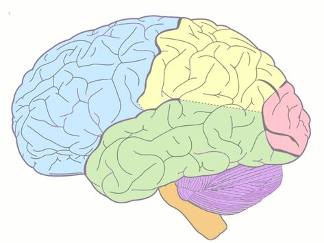 Brain Lobes by Donavan Lowe Lobes Of The Brain, Brain Lobes, Occipital Lobe, Visual Processing, Frontal Lobe, Interactive Media, Complete Sentences, Tag Image, Parts Of Speech