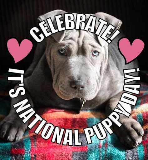 Randomocity: PUPPY TALES: Celebrating National Puppy Day. March 23. Sharpei mix. Your Month Your Puppy, Your Birthday Month Your Puppy, First Week With Puppy, Funny Talking Dog, 3 Days 3 Weeks 3 Months Dog, 8 Week Old Puppy, Adoption Awareness, National Puppy Day, Funny Cats And Dogs