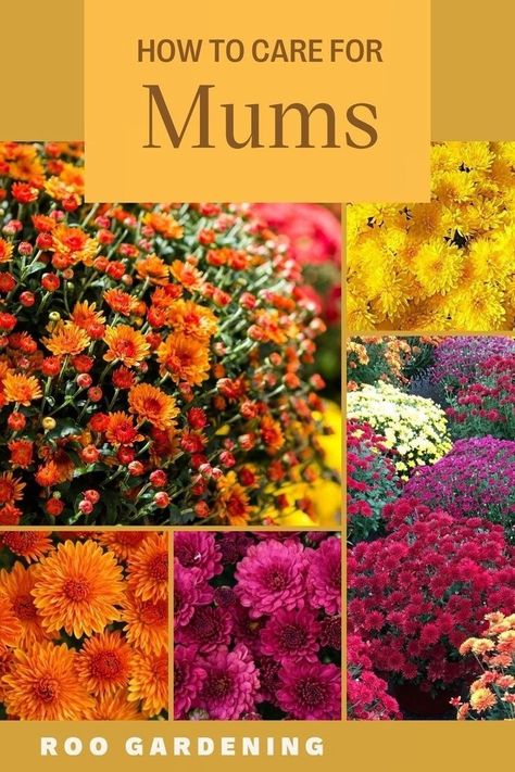 Mums are a fall staple plant and we have some mums tips to keep your blooms looking pretty all season long. Repot your mum when you get home.  Mums tend to be rootbound (their roots take up the whole pot) and will last longer if you plant them in a larger pot. You will get a longer bloom if you can find a sunny spot. Make sure to keep the soil moist. Pruning your mums may extend their life. Cheap Raised Garden Beds, Caring For Mums, Fall Mums, Growing Peonies, Growing Dahlias, Mums Flowers, Big Plants, Beautiful Flowers Garden, Autumn Garden