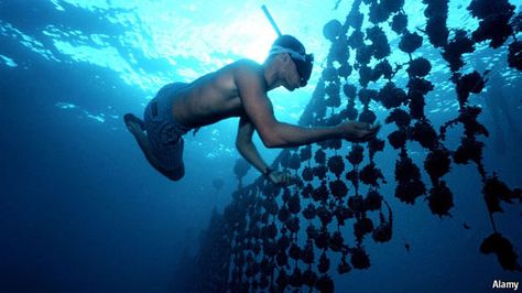 Pearl farming Oyster Farming, Pearl Farming, Pearl Farm, Saltwater Pearls, Oyster Pearl, French Polynesia, Tahitian Pearls, City Aesthetic, Tahiti