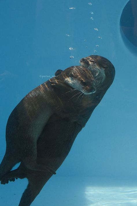 Underwater hugs! - January 20, 2017 - More at today's Daily Otter post: http://dailyotter.org/2017/01/20/underwater-hugs/ Otters Hugging, Significant Otter, Otters Cute, Otter Love, Baby Otters, River Otter, Silly Dogs, Sea Otter, Animal Totems