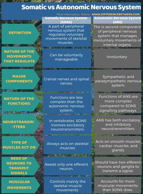 Difference Between Somatic and Autonomic Nervous System in Tabular Form Biology Basics, Botanical Academia, Microbiology Notes, Bio Notes, Biochemistry Notes, Prokaryotic Cell, Learn Biology, Tenses Grammar, General Studies