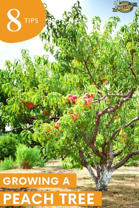 Pruning Peach Trees, Peach Harvest, Peach Tree Care, Growing Peach Trees, Fruit Tree Garden, Growing Fruit Trees, Tree Growth, Peach Tree, Peach Trees