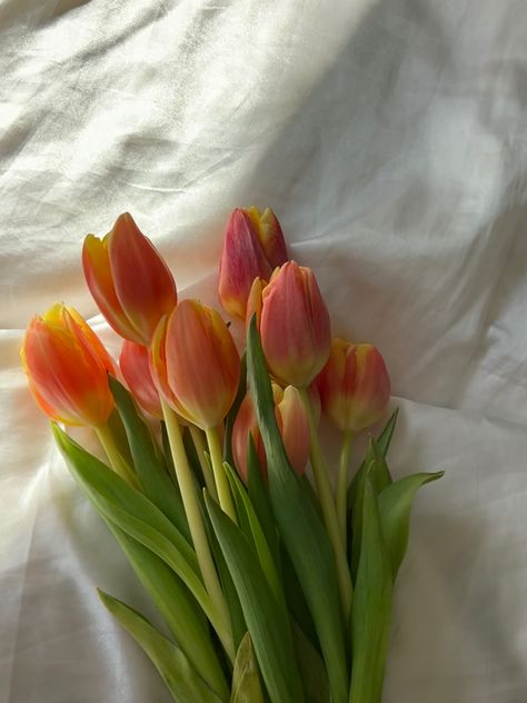 Peach Tulips Aesthetic, Aesthetic Pink Tulips, Tulips Orange, Orange Nature, Beautiful Spring Flowers, Art Vibe, Fleur Orange, Flowers Tulips, Peach Aesthetic