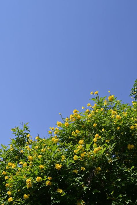 Yellow elder background / lockscreen / wallpaper. Yellow flowers with a clear blue sky. Beautiful background and a Sunny day. Background Lockscreen, Yellow Sky, Beautiful Background, Sunny Afternoon, Clear Blue Sky, Lockscreen Wallpaper, Bossa Nova, Yellow Aesthetic, Beautiful Backgrounds