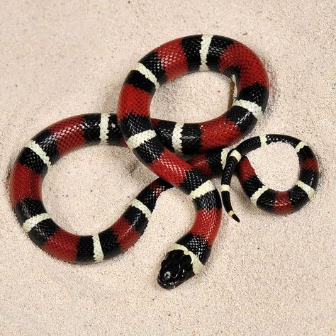 Milk Snake, Colorful Snakes, Reptile Room, Coral Snake, Cute Reptiles, Beautiful Snakes, Painted Gourds, Snake Patterns, Graphic Tshirt Design