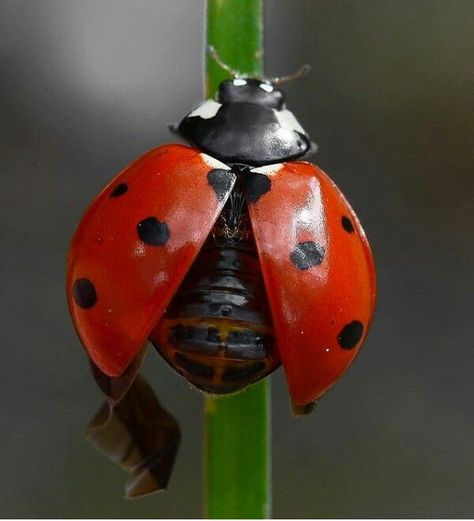 Lady Beetle Drawing, Bugs Close Up, Ladybug Close Up, Beetle Close Up, Ladybug Beetle, Wallpapers Flowers, Ladybug Insect, Ladybug Nails, Lady Beetle