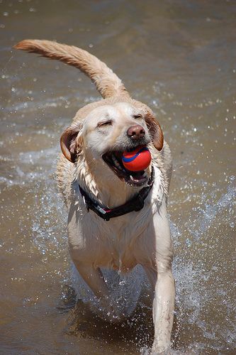 Could be my Budweiser... I miss him so... :( Happy Lab, Golden Retrievers, Yellow Labrador Retriever, Yellow Labrador, Yellow Lab, Labrador Puppy, Water Dog, Lab Puppies, Crazy Dog