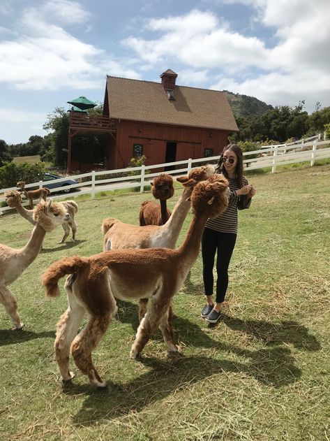 Alpacas, Llamas, Alpaca Farm, Carpinteria, California, Road Trip, Santa Barbara Alpaca Farm Aesthetic, Llama Farm, Carpinteria California, California Santa Barbara, Random Animals, Travel Road Trip, California Road Trip, Alpaca Farm, Pictures Wall