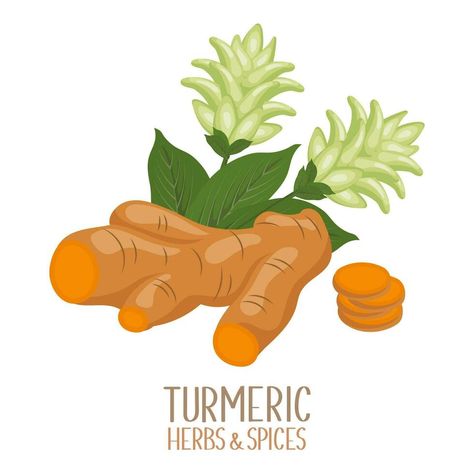 Turmeric root and flowers. Herbs and spices. Curcuma Longa Linn. Illustration, vector Turmeric Illustration, Uzbek Architecture, Turmeric Root, Herbs And Spices, Illustration Vector, Vector Art, Herbs, Clip Art, Architecture