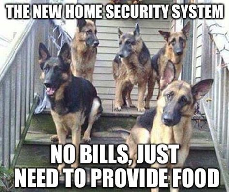 50+ Best German Shepherd Memes of All Time | Page 10 of 12 | The Paws German Shepherd Memes, Humor Animal, Funny German Shepherd, German Shepherd Funny, Shepherd Dogs, Shepherd Puppies, Cane Corso, Funny Animal Memes, Basset Hound