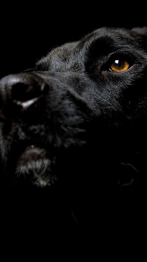 dog_muzzle_nose_shadow_dark_25934_640x1136 | by vadaka1986 Black Dog Wallpaper, Wallpaper Iphone Dog, Animals Wallpaper Iphone, Background 1920x1080, Dogs Black, Bored Dog, Nature Iphone Wallpaper, Easiest Dogs To Train, Dog Muzzle