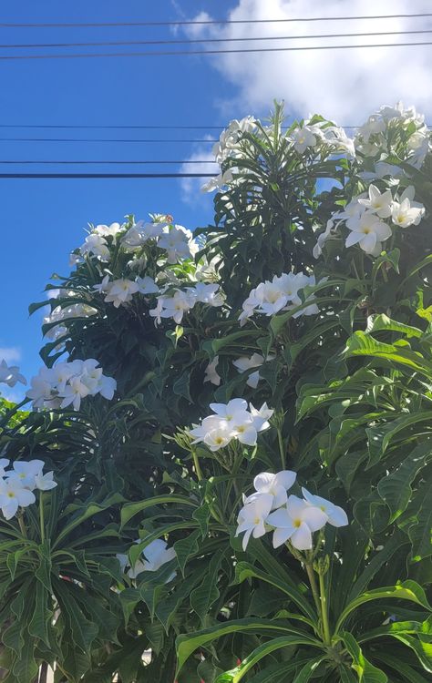 White plumeria Fake Nature Snaps, Nature Fake Snap, Flowers Fake Snap, Flower Story Instagram, Flower Aesthetic Instagram Story, Fake Ig Photos, Fake Pictures For Instagram, Sky Snap, Flowers Snap