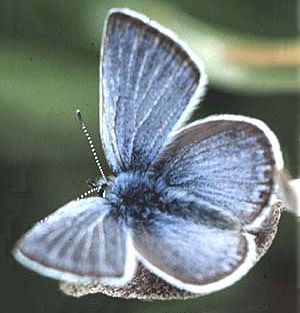 gossamer-winged butterfly, Fenders Blue Gossamer Winged Butterfly, Pictures Of Insects, Gossamer Wings, Arachnids, Blue Butterfly, Third Grade, Christmas Cheer, Insects, Butterflies