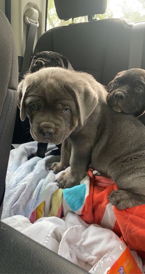 Cane Corso puppies Cane Corso For Sale, Cane Corso Puppy, Puppies For Sale Near Me, Cane Corso Puppies, Life Vision, Luxury Lifestyle Dreams, Lil Baby, Baby Makes, Cane Corso