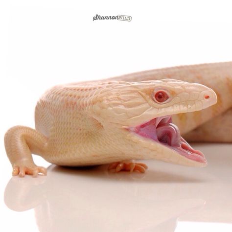 Another #studio #throwback this time of a feisty Albino Blue tongued skink.  #albino #bluetongueskink #lizard #reptile #wildlife #animals #pet #white #reflection #flash Blue Tongued Skink, Skink Lizard, Blue Tongue Skink, Pet Lizards, Albino Animals, Interesting Animals, Reptiles And Amphibians, Bearded Dragon, Wildlife Animals