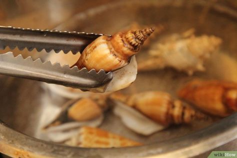 6 Ways to Clean Seashells - wikiHow How To Clean Seashells, Clean Seashells, Cleaning Sea Shells, Collecting Seashells, Summer Patio, 12 Steps, Natural Diy, Chef Life, A Craft