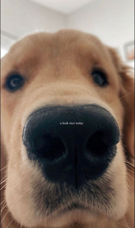 Funny Dog Captions For Instagram, Dog Captions For Insta, Dog Captions, Dog Instagram Captions, Dog Snapchats, Medicine Snaps, Funny Snapchat Pictures, Typing Skills, Dog Mommy