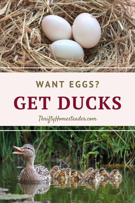 Ducks Vs Chickens, Peking Duck Recipe, Fairy Egg, Backyard Ducks, Raising Ducks, Peking Duck, Duck Eggs, Backyard Poultry, Dating Divas