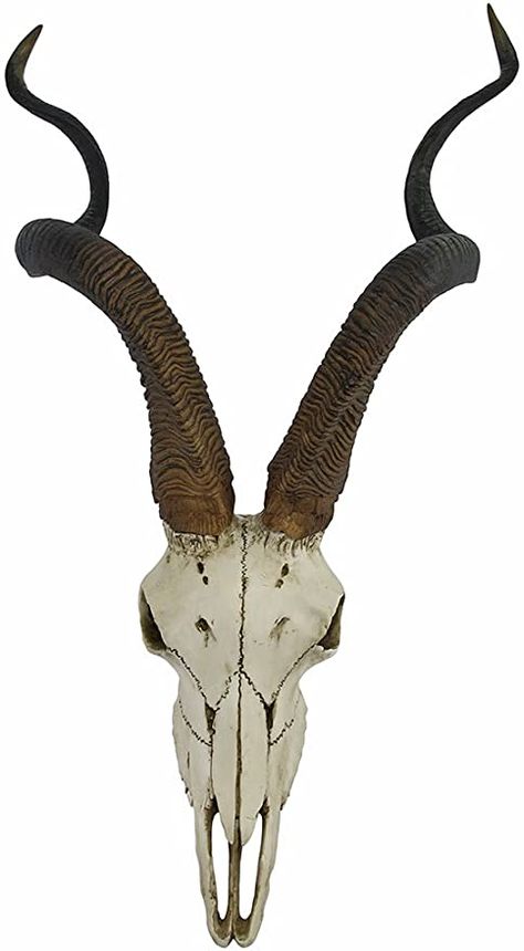 In antelopes, some female antelope have horns, but in males, they are always thicker at the base. The base is its strongest point (where it meets the skull) as the males fight with theirs. Kudu Skull, Antelope Skull, Antelope Horns, African Antelope, African Buffalo, Unusual Facts, Ram Skull, Vulture Culture, Zigzag Design