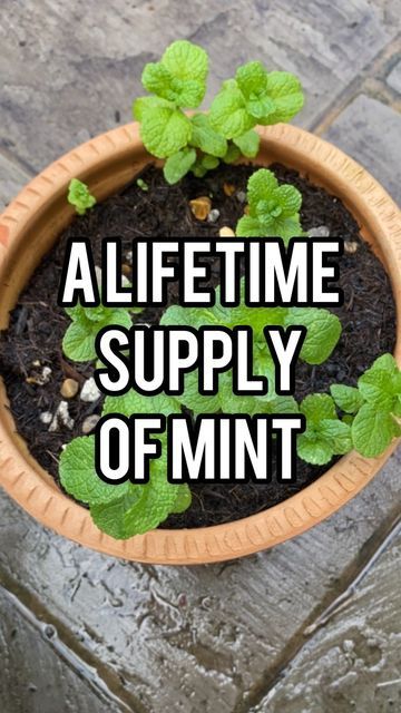 Martha 🏳️‍🌈 |📍London on Instagram: "An update on my supermarket mint. This is perhaps the easiest way to start growing edible plants. A lifetime supply of mint from a single packet. Easy to refresh and get growing again and will come back year after year. #gardeningforbeginners #growfood #mint" Mint Growing, How To Grow Mint Indoors, Planting Mint Outside, How To Harvest Mint, Grow Mint From Clippings, Mint Seeds, Mint Garden, Growing Mint, Spice Garden