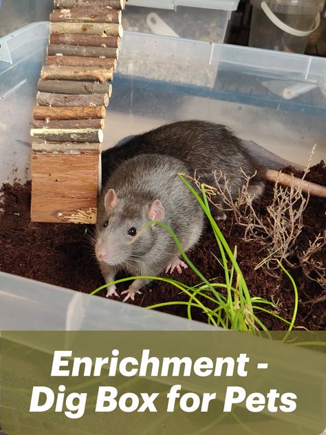 How to set up a dig box for your pets to encourage natural behaviour and keep them busy. Natural enrichment for your rat, hamster, ferret, bunny, mice, ... . Cheap and Easy Home Project for your Pet Dig Box For Rats, Natural Rat Cage, Diy Rat Enrichment, Rat Enrichment Ideas, Rat Enrichment Diy, Pet Rat Diy, Pet Rat Cages Ideas, Rat Cage Ideas Diy, Rat Playpen