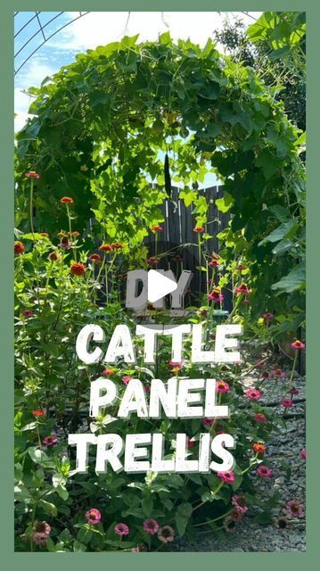 8 likes, 0 comments - grow_in_grace_garden on March 13, 2024: "DIY Cattle Panel Arch Trellis🌿    Oh vertical gardening, how I love thee! These trellises are be..." Cattle Panel Trellis Arches, Cattle Panel Arch, Cattle Panel Trellis, Panel Trellis, Cattle Panels, Arch Trellis, Vertical Gardening, Grow In Grace, Food Garden