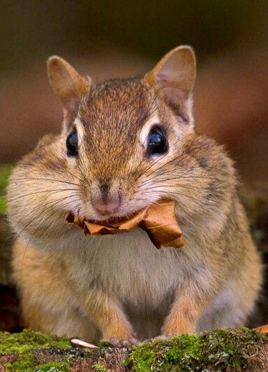 Chubby cheeks~ Chubby Animals, Cute Chipmunk, Chipmunk Cute, Squirrel Cute Aesthetic, Baby Chipmunk, Chipmunk With Full Cheeks, Chubby Cheeks, Cute Squirrel, Halloween Displays