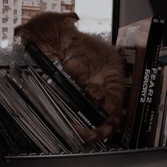 <3 on Pinterest Music Cover Photos, Playlist Covers Photos, Cat Dark, Cute Cat Wallpaper, Brown Cat, Cat Books, Cat Aesthetic, Cover Pics, Brown Aesthetic