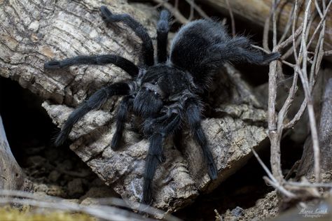 Name: Brazilian Black Tarantula (Grammostola pulchra); Range: Brazil Brazilian Black Tarantula, Black Tarantula, Black Brazilian, Cool Bugs, Cute Bat, Reptiles Pet, Creepy Crawlies, Pretty Animals, Arachnids