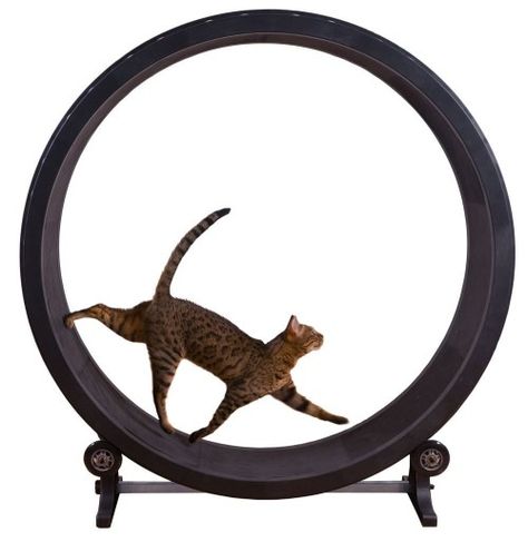 Exercise Equipment…For Your Cat! Cat Tree Plans, Cat Wheel, Cat Exercise Wheel, Fitness Toys, Cat Laser, Cool Cat Trees, Cat Climbing Frame, Cat Exercise, Exercise Wheel