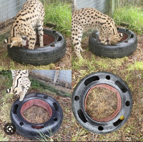 Enrichment For Zoo Animals, Zoo Animal Enrichment, Zoo Enrichment Ideas, Animal Enrichment Ideas, Monkey Enrichment, Bird Enrichment, Zoo Enrichment, Enrichment Projects, Canada Lynx