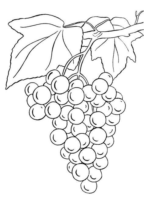 Coloring Page Grape Drawing, Bunch Of Grapes, Fruit Coloring Pages, Grape Color, Pola Sulam, Grape Bunch, Stained Glass Patterns, Coloring Book Pages, Art Drawings Simple