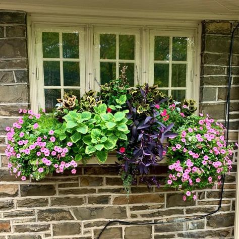 Window Box Flower Ideas, Window Box Plants, Window Box Garden, Summer Window, Plant Window, Window Box Flowers, Art Window, Balcony Flowers, Window Planters