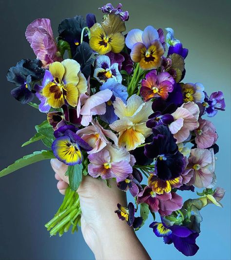 Pansies Wedding Bouquet, Viola Flower Aesthetic, Pansies Bouquet, Early Summer Morning, Collage Printables, Nature Facts, Pansy Garden, Viola Flower, Kingdom Plantae