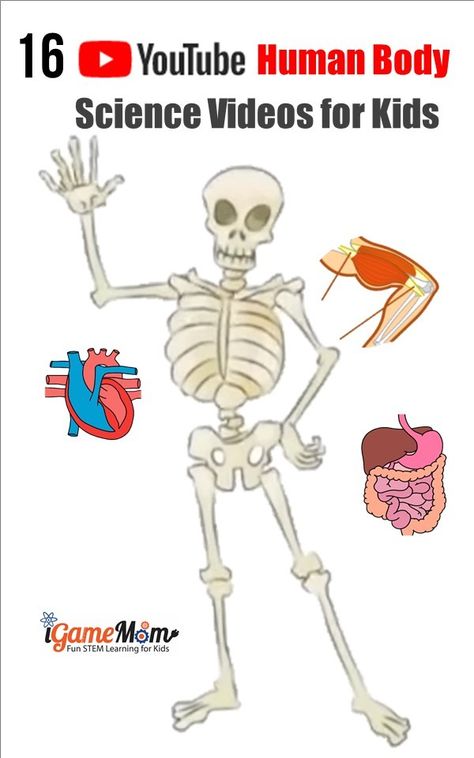 science videos for kids: YouTube videos teaching human body systems, by grade level Human Body Unit Study, Science Videos For Kids, Human Body Projects, Youtube Video Ideas, Body Science, Human Body Science, Human Body Activities, Human Body Unit, 6th Grade Science