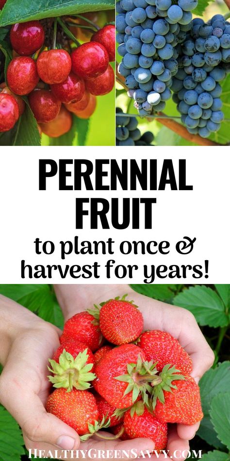 Plant perennial fruit once and enjoy loads of luscious berries, plums, apples, and more for years to come! Learn about the huge variety of perennial fruit plants to choose from and how to incorporate them into your existing landscape. #perennialfruit #growfruit #growyourown #permaculture #ediblelandscaping Perennial Edible Garden, Growing Berry Bushes, Berry Bushes Landscaping, Perennial Edible Plants, Backyard Berry Patch, Fruit Bushes Garden Design, Berry Garden Layout, Pennsylvania Gardening, Fruit Garden Ideas