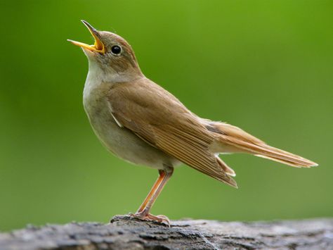 The mystery behind the nightingale’s beautiful song has been revealed, with scientists finding that male birds sing complex notes to prove to females that they would be a good father to their children. Nightingale Bird, Singing Birds, Bird Barn, Birds Singing, Cosy Cottage, Bird Calls, Singing Bird, Most Beautiful Birds, List Of Animals