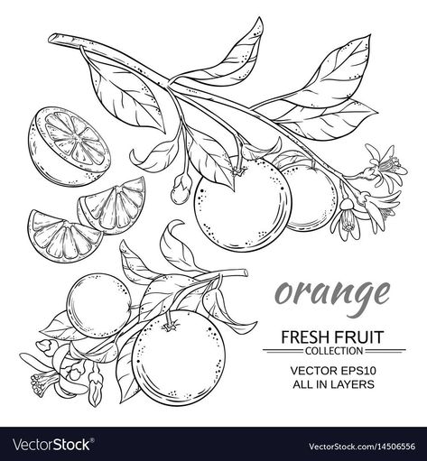 Fruit Tattoo, Lemon Set, Branch Vector, Soyut Sanat Tabloları, Tattoo Project, Fruit Painting, Fruit Tree, Flash Art, Botanical Drawings