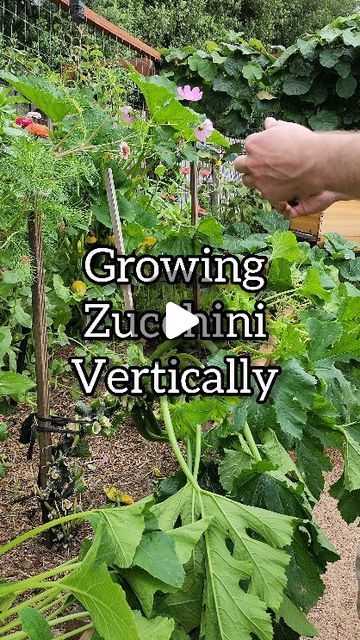 46K views · 1.6K likes | Ashenden Burke (Ash) 👨‍🌾 Home Gardener on Instagram: "Here's 4 reasons why growing zucchini vertically is a game changer: 

1️⃣ Space Saver 
Perfect for small gardens, those with limited space on a balcony or if you want to grow more in a smaller space. No more sprawling vines! Simply cut off any leaves below the lowest zucchini. 

2️⃣ Easy Harvesting
Growing zucchini vertically makes access easy and keeps them off the ground. 

3️⃣ Air Circulation
Vertical gardening promotes air circulation, reducing the risk of fungal diseases. 

4️⃣ Aesthetic Appeal
It's not just practical, but looks 👌 

Hit that follow button to see lots more gardening content 💚 

#garden #raisedgardenbeds #raisedgarden #growyourownfood #vegetables #gardening #gardensofinstagram #bhgaus #ur Growing Courgettes Vertically, Zucchini Vertical Growing, How To Grow Zucchini In A Container, Zucchini Plants Vertical, Vertical Zucchini Garden, How To Grow Zucchini Vertically, Verticle Gardening Vegetables, Zucchini Plants Gardening, Growing Zucchini In Containers