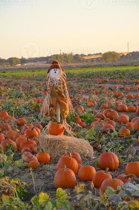 Scarecrow in a pumpkin patch Pumpkin Patch Scarecrow, Scarecrow Photography, Pumpkin Paintings, Pumpkin Field, Pumpkin Painting, Needle Felting Projects, Wheat Fields, Halloween Vibes, Free Vectors