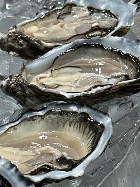 Oyster Aesthetic, Oysters Aesthetic, Room Frames, Heart Shaped Diamond Pendant, Oyster Recipes, Sea Sickness, Light Study, Mermaid Aesthetic, Exotic Fish