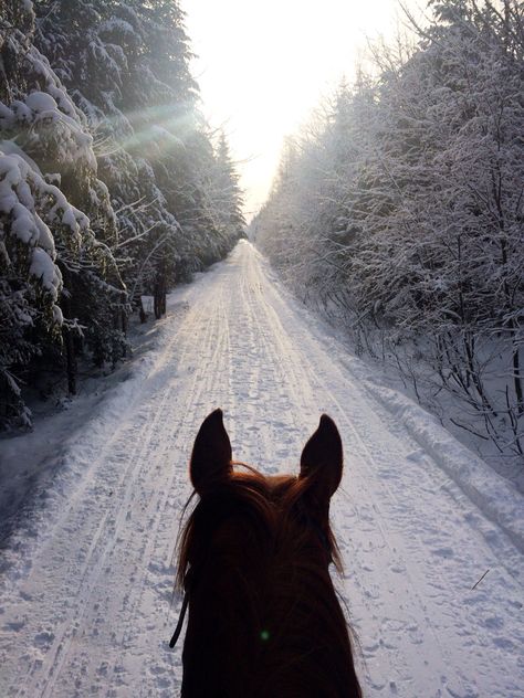 Aesthetic Horse Riding, Horseback Riding Aesthetic, Horse Girl Aesthetic, Horse Riding Aesthetic, Winter Horse, Equestrian Aesthetic, Horse Wallpaper, Horse Aesthetic, Equestrian Life