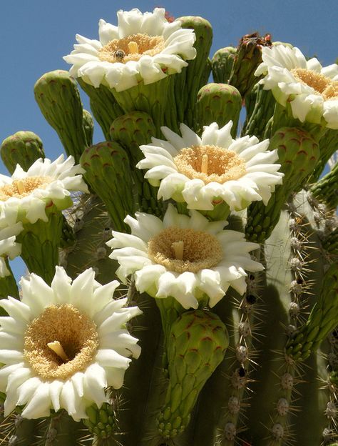 Saguaro Flowers by ScenicSW, via Flickr Cactus Planta, Cactus Blossoms, Blooming Cactus, Desert Flowers, Plant Images, Cactus Flowers, Saguaro Cactus, Cactus Plant, Agaves