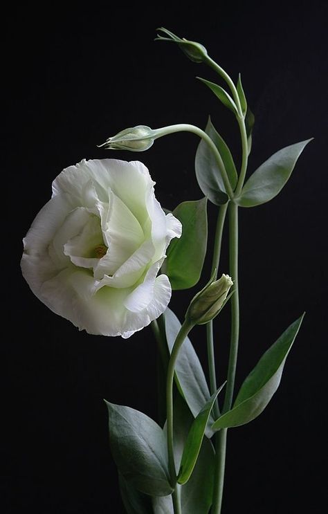 ♔ eustoma One Flower, Gardening Supplies, Alam Yang Indah, Flower Bud, Arte Floral, Beautiful Blooms, Love Flowers, White Flower, Amazing Flowers