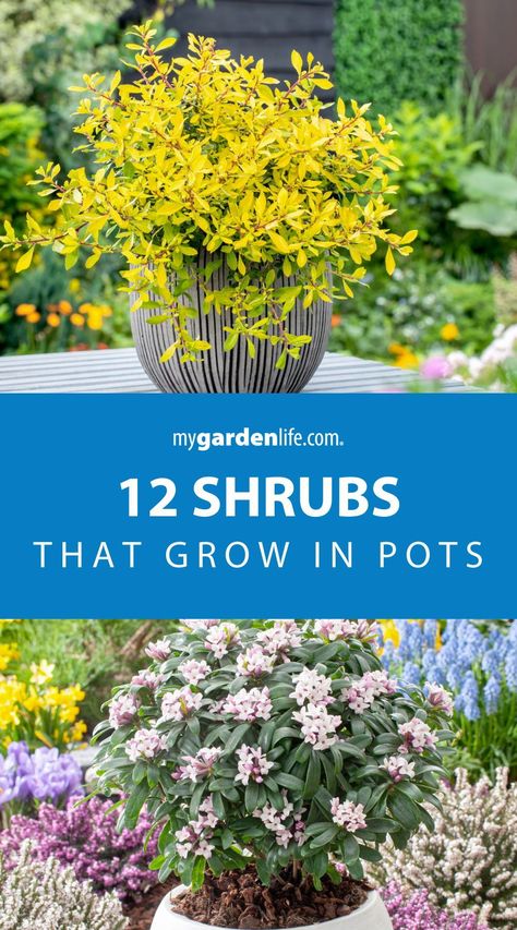 Learn about twelve decorative shrubs that are perfect for growing in pots. These shrubs for landscaping will elevate your garden with their beauty and versatility. Get tips on shrub garden ideas and maintaining shrubs in planters. Find more shrub gardening ideas and planter inspiration at Mygardenlife.com. Shrubs In Pots Front Porch, Easy Shrubs To Maintain, Evergreen Shrubs In Pots, Container Shrubs Patio, Shrub Garden Ideas, Container Shrubs, Shrubs In Pots, Shrubs In Containers, Shrubs For Containers