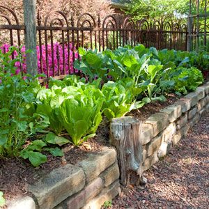 Family Roots: Creating a Backyard Sanctuary: Organic Gardening Raised Garden Bed Stone, Backyard Sanctuary, Mom And Son, Organic Vegetable Garden, Family Roots, Gorgeous Flowers, Garden Pictures, Garden Bed, Good Housekeeping