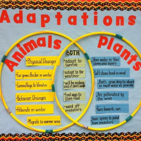 Use a Venn Diagram to demonstrate animal and plant adaptations. Plant Adaptations, Science Bulletin Boards, Science Anchor Charts, 7th Grade Science, 1st Grade Science, First Grade Science, Third Grade Science, 4th Grade Science, Animals And Plants