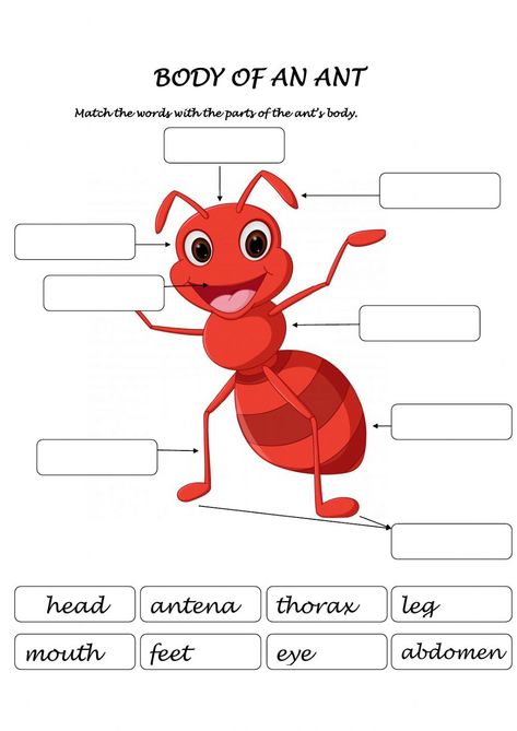 Parts of the body interactive and downloadable worksheet. You can do the exercises online or download the worksheet as pdf. Parts Of An Ant, Insect Body Parts, Body Parts Preschool, Insects Preschool, Easy Paper Crafts Diy, Australian Curriculum, Educational Worksheets, English As A Second Language (esl), English As A Second Language